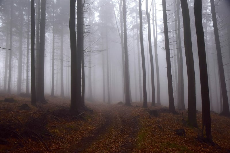 Enchanted Forest