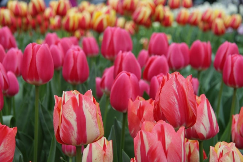Keukenhof Gardens